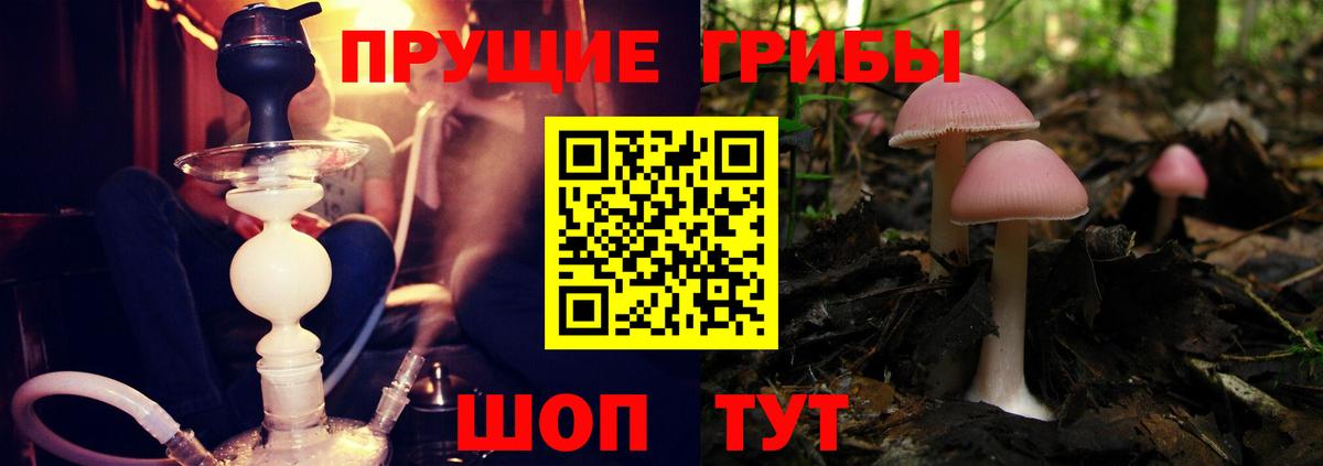 Псилоцибиновые грибы Psilocybine cubensis Кировск